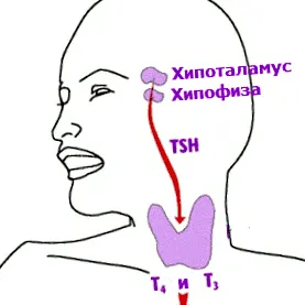 tshtsh tshtsh