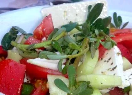 gyógyszerész purslane