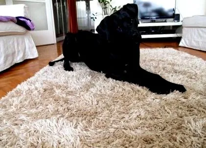 agresszívvá válhat kutyafajta