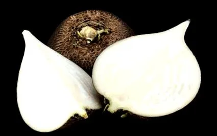 növény