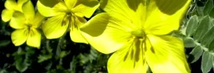 tribulus képes növelni