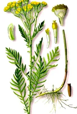 tansy tansy