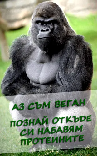 mennyit fehérjeforrások