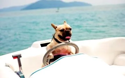 mosolygó bulldog