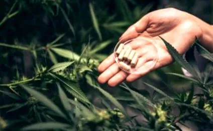 kannabisz kannabisz