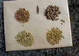 tény kiőrlésű
