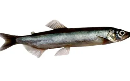 capelin