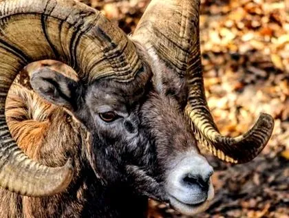 aries