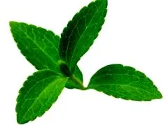 stevia gondozása