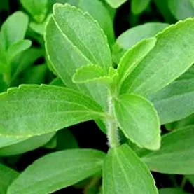 stevia stevia