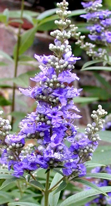 második szakaszában vitex