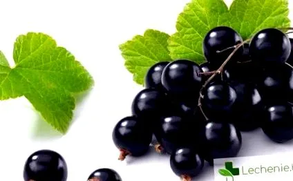fekete ribizli ribizli