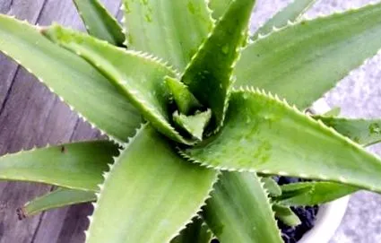 gyógyítja aloe