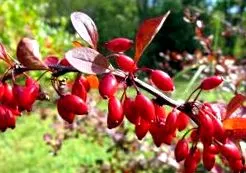 vulgaris