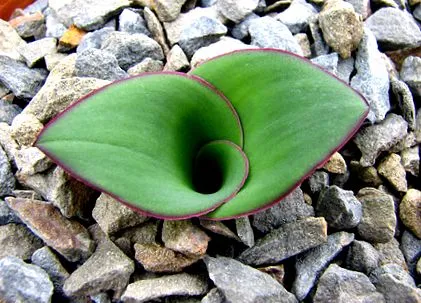 ráncok