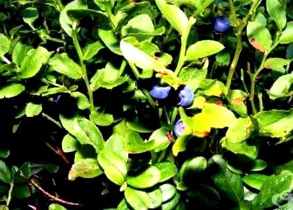 myrtillus