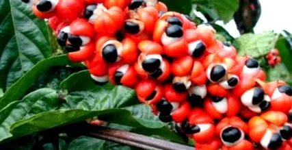 egészséges guarana története