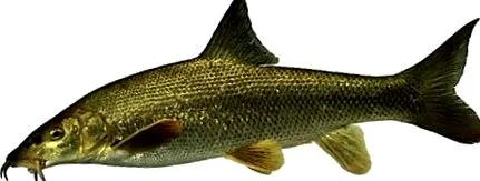 márna meridionalis