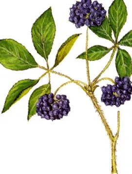 ginzeng eleutherococcus