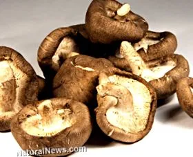 gomba shiitake