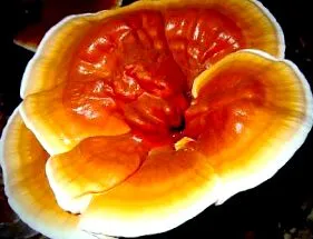 gomba