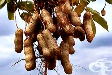 arachis bennük lévő