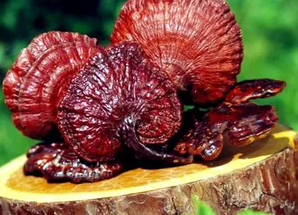 ganoderma excel