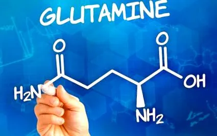 glutamin kölcsönhatásai