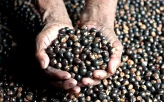 guarana