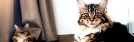 macska