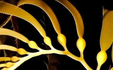 kelp alga