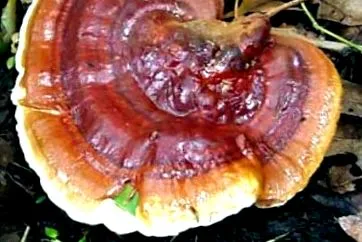 reishi gyógyít gyógyít
