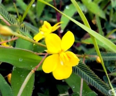 Cassia Cassia