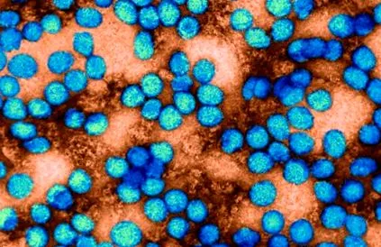 hepatitisztelek hírek