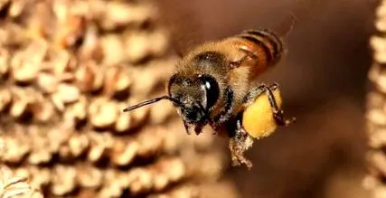 Mihail Mihailov pollen