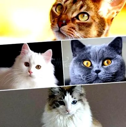 macska