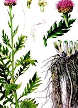 leuzea carthamoides
