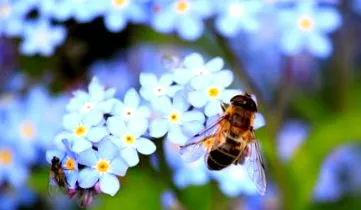 rovarállomány vásároljon