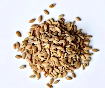 einkorn egészségesebb