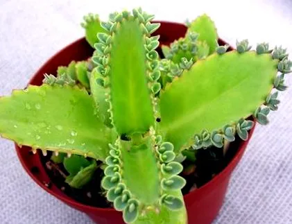kalanchoe