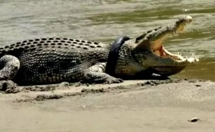 krokodil krokodil