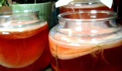 elixír kombucha