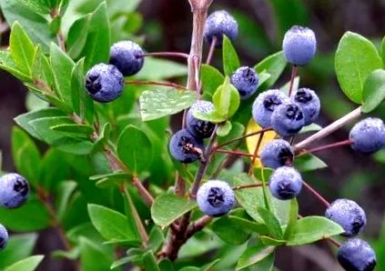 szent myrtle