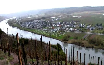 moselle arizling