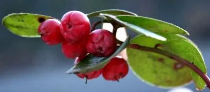 wintergreen