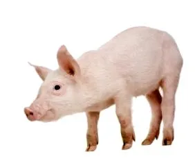 veszélyes való