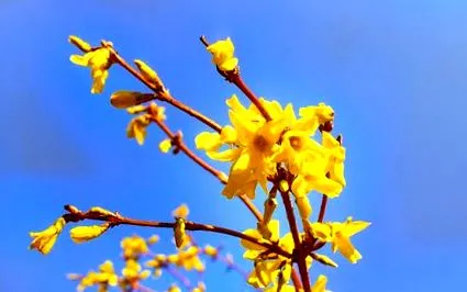 forsythiával napos