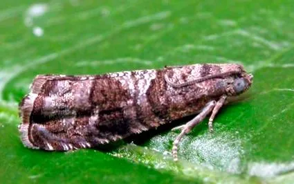 ellenségek Aromia bungii