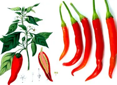 borsmenta paprika