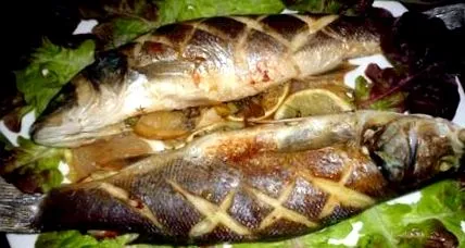 sügér
